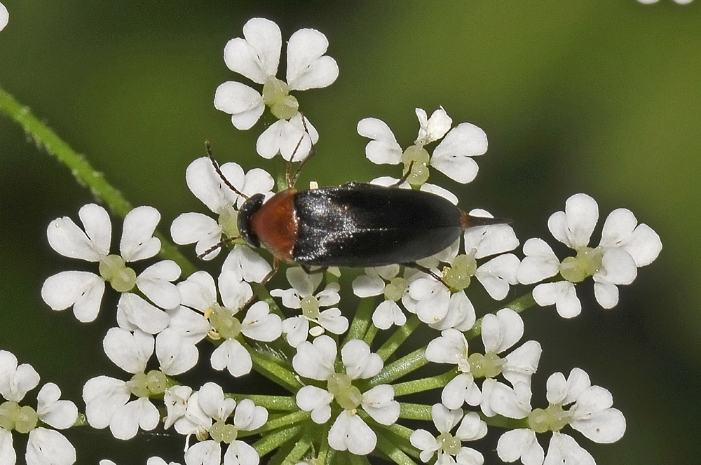 Mordellochroa abdominalis?